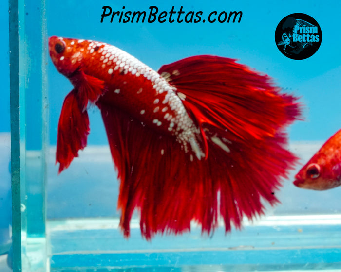Hellboy Marble Halfmoon Male