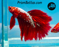 Hellboy Marble Halfmoon Male
