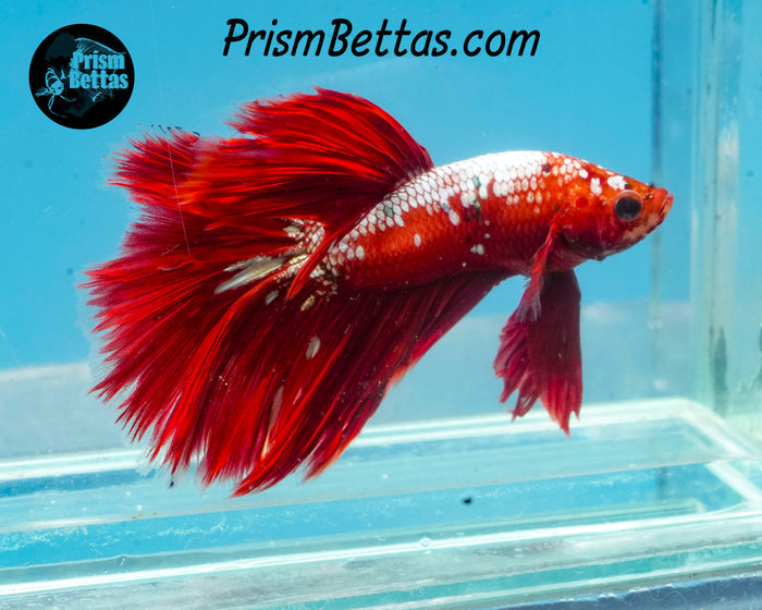 Hellboy Marble Halfmoon Male