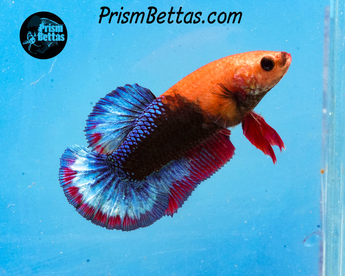Hellboy Marble Halfmoon Plakat Female