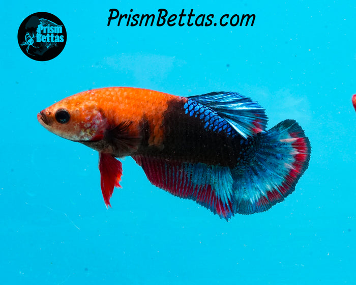 Hellboy Marble Halfmoon Plakat Female