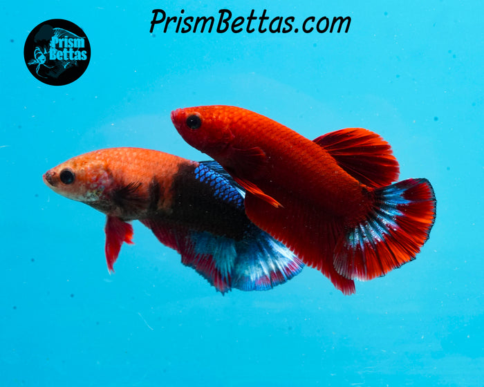 Hellboy Marble Halfmoon Plakat Female
