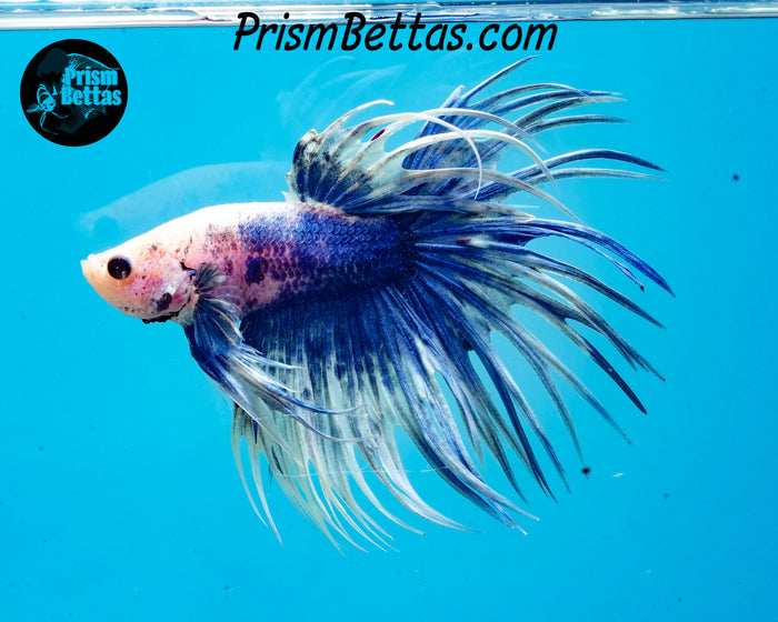Marble Crowntail Male