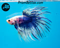 Marble Crowntail Male