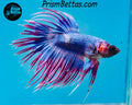 Marble Crowntail Male
