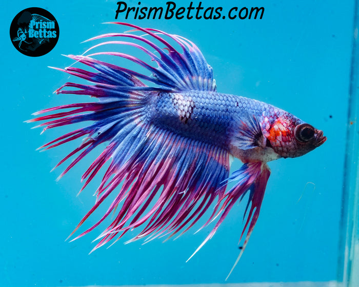 Marble Crowntail Male