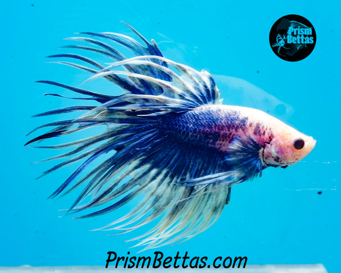 Marble Crowntail Male