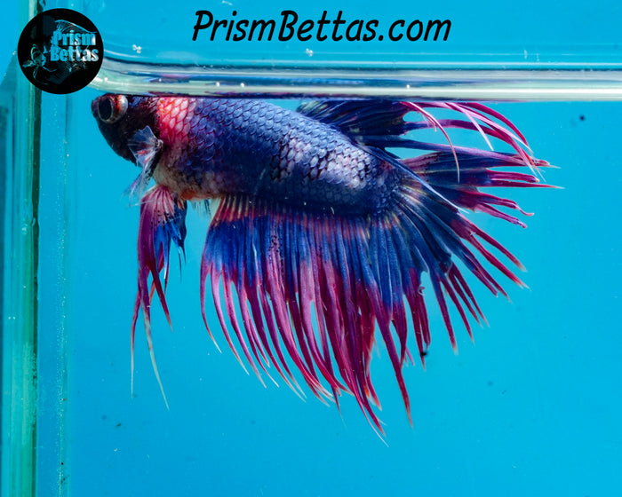 Marble Crowntail Male