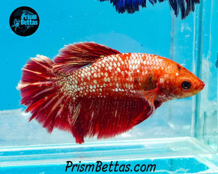 Marble Halfmoon Female