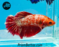 Marble Halfmoon Female