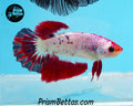 Marble Halfmoon Female