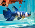 Marble Halfmoon Female