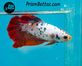 Marble Halfmoon Female