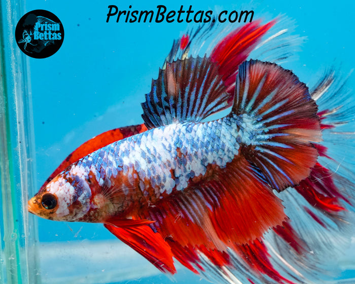 Marble Halfmoon Female