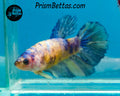 Marble Halfmoon Female