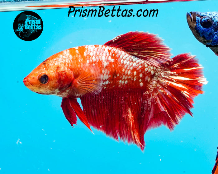 Marble Halfmoon Female