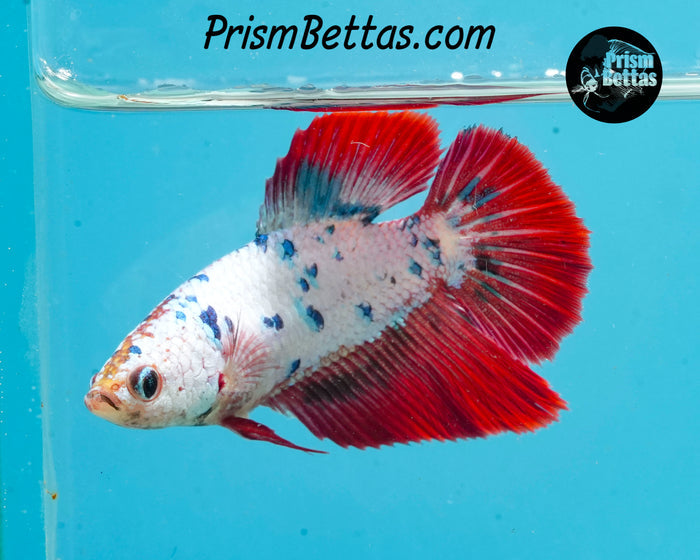 Marble Halfmoon Female