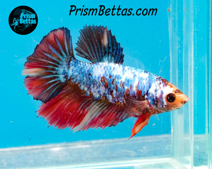 Marble Halfmoon Female