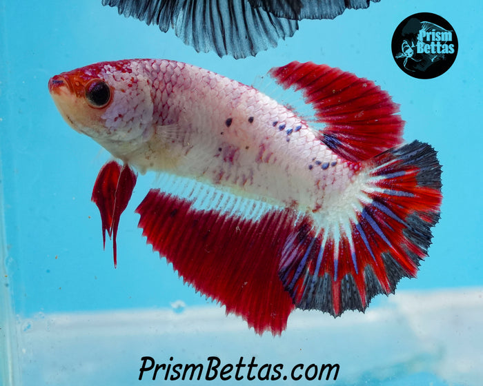 Marble Halfmoon Female