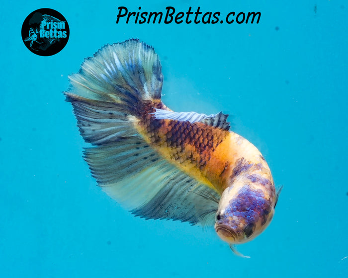 Marble Halfmoon Female