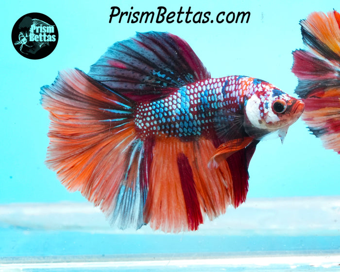 Marble Halfmoon Male