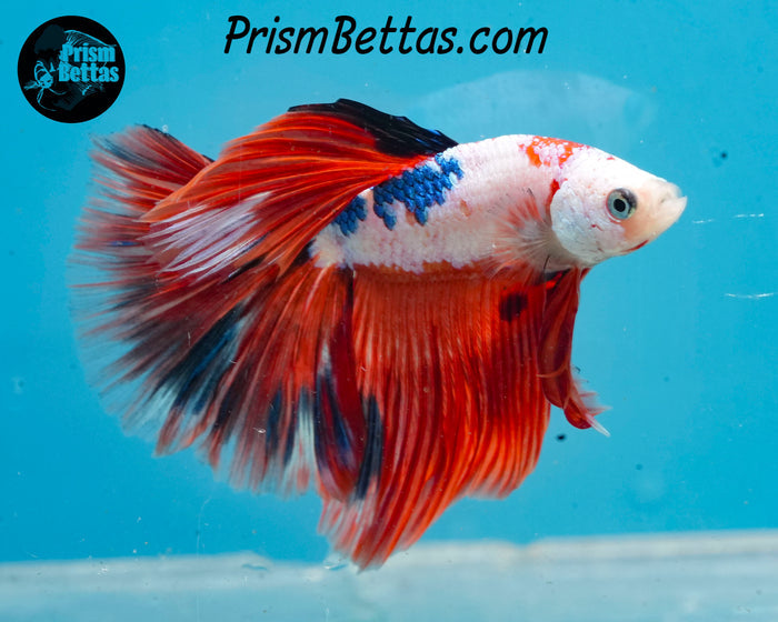 Marble Halfmoon Male