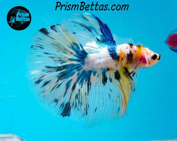 Marble Halfmoon Male