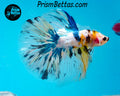 Marble Halfmoon Male