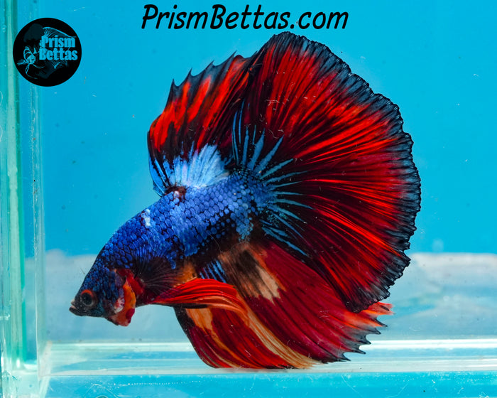 Marble Halfmoon Male
