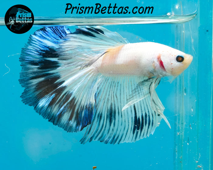 Marble Halfmoon Male