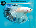 Marble Halfmoon Male