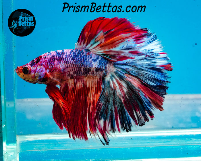 Marble Halfmoon Male