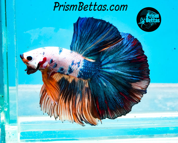 Marble Halfmoon Male