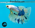 Marble Halfmoon Male