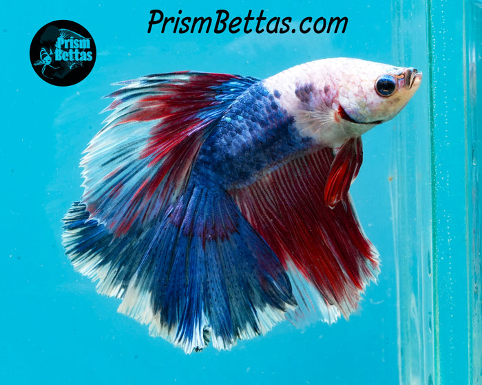 Marble Halfmoon Male