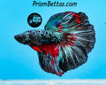 Marble Halfmoon Male