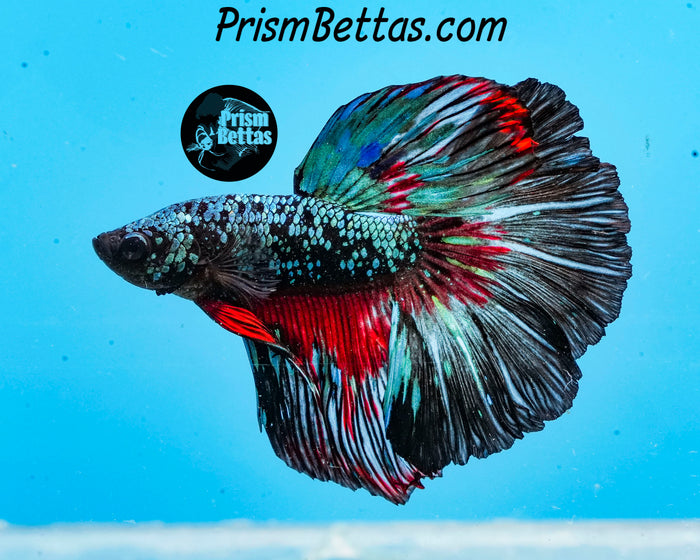 Marble Halfmoon Male