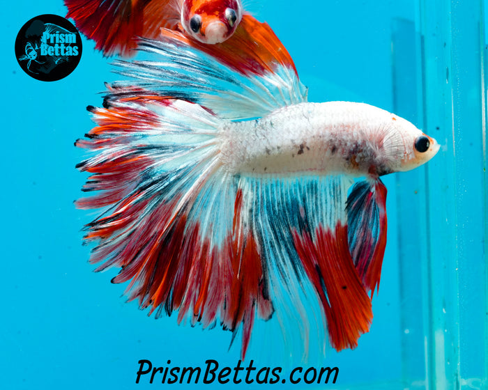 Marble Halfmoon Male