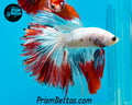 Marble Halfmoon Male