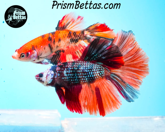 Marble Halfmoon Male