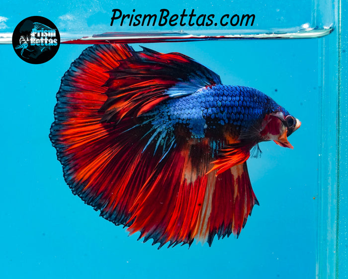 Marble Halfmoon Male