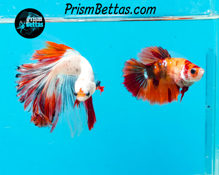 Marble Halfmoon Male