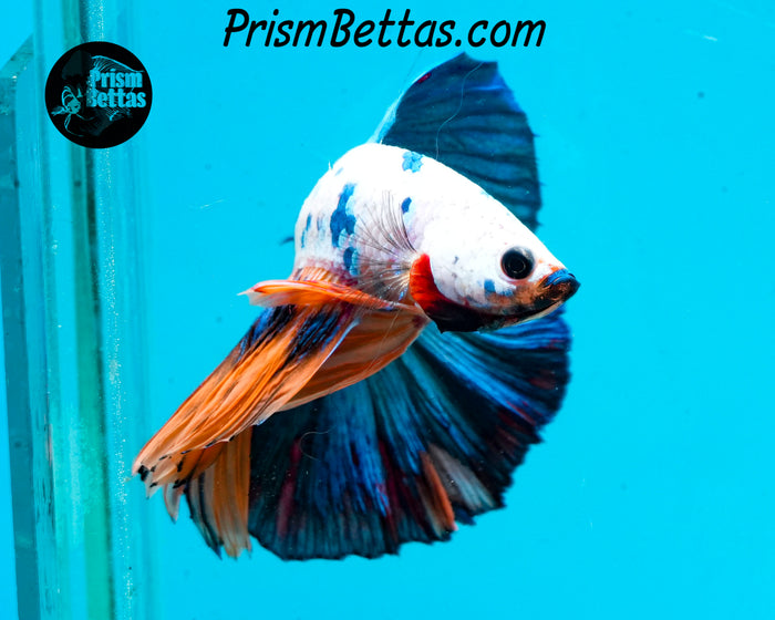 Marble Halfmoon Male