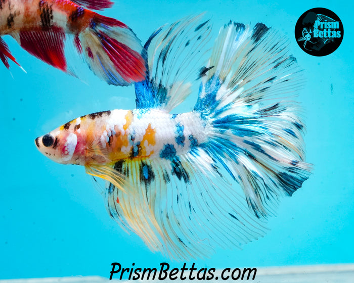 Marble Halfmoon Male