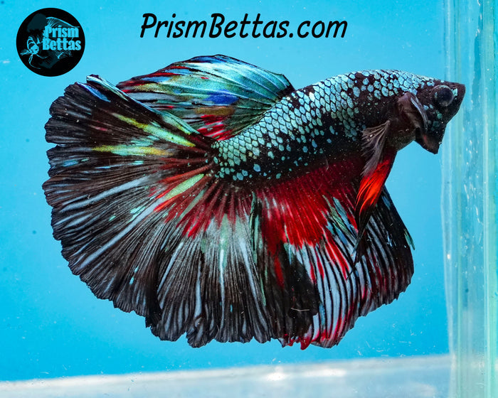 Marble Halfmoon Male