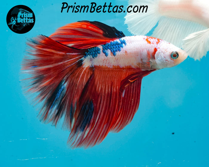 Marble Halfmoon Male