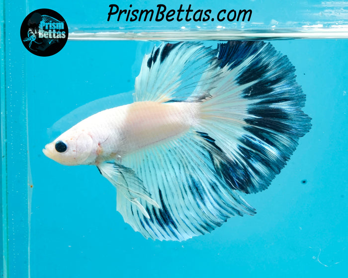 Marble Halfmoon Male