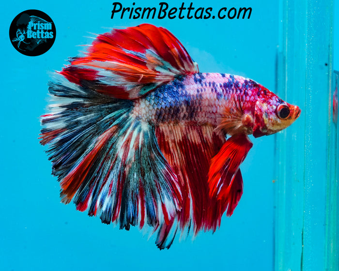 Marble Halfmoon Male