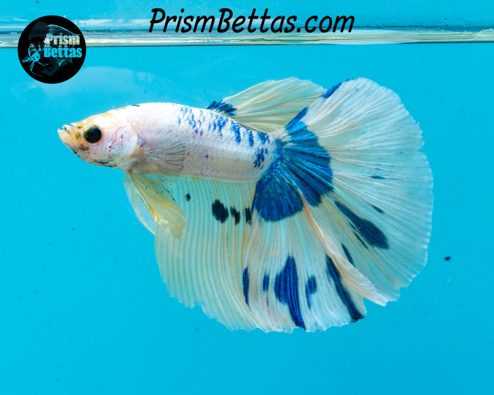 Marble Halfmoon Male