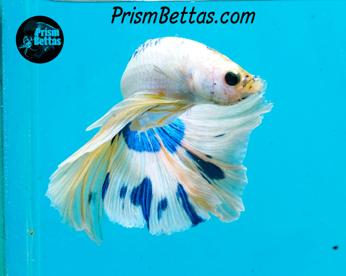 Marble Halfmoon Male